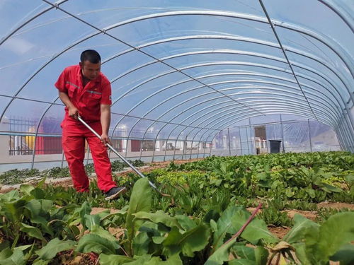 勘探公司把實(shí)事辦到職工心坎上 蔬菜惠民解憂暖人心