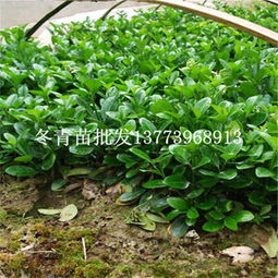 一站式采購指南 綠化苗木冬青樹苗批發(fā)與市場行情解析