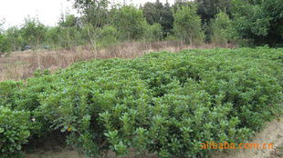 農(nóng)苗網(wǎng) 一站式綠化苗木采購平臺(tái)，海桐球、海棠球工程苗指導(dǎo)價(jià)與廠商盡在掌握